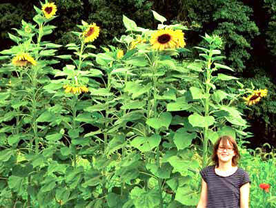 Southern Exposure Seed Pack - Sunflower, Mammoth 