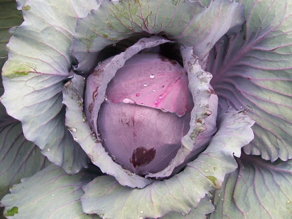 Southern Exposure Seed Pack - Cabbage, Red Acre 
