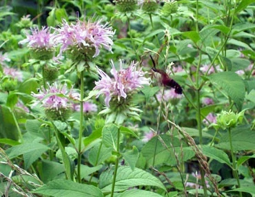 Southern Exposure Seed Pack - Bergamot, Wild Herb