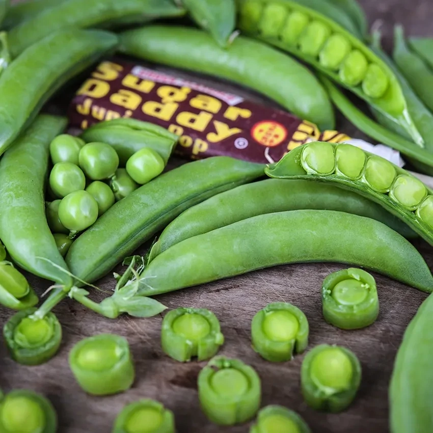 Baker Creek Seed Pack - Peas, Sugar Daddy