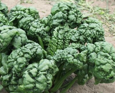 Southern Exposure Seed Pack - Spinach, Abundant Bloomsdale