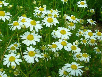 Southern Exposure Seed Pack - Chamomile, German  