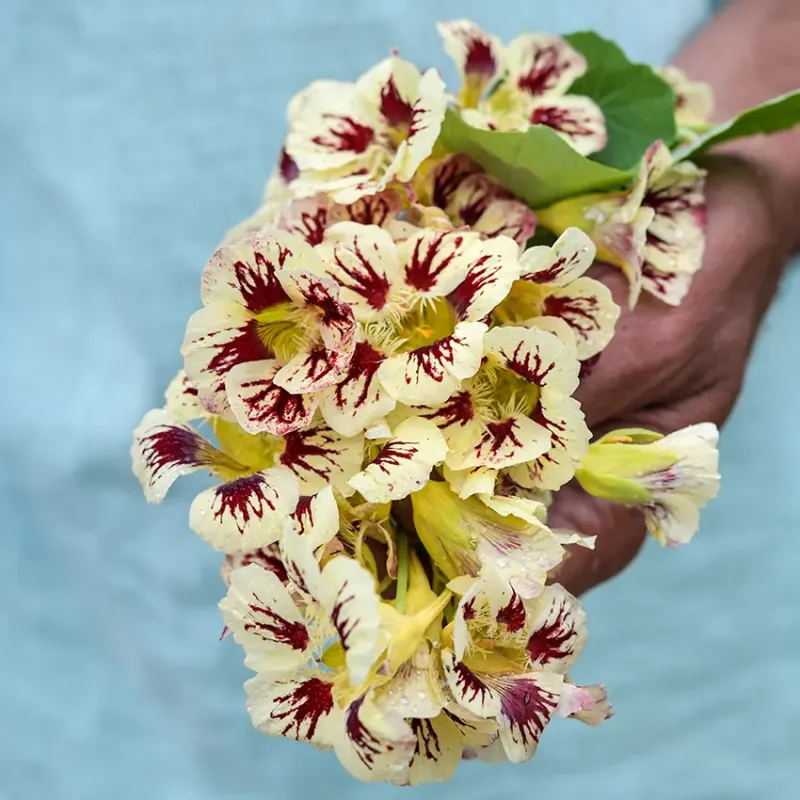 Baker Creek Seed Pack - Nasturtium, Orchid Cream