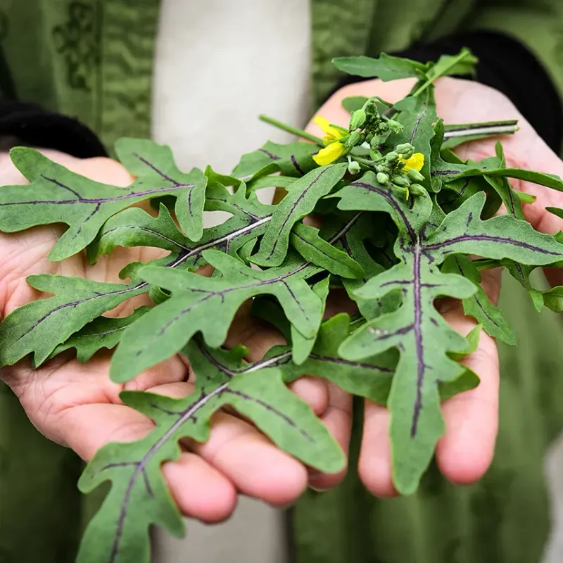 Baker Creek Seed Pack - Arugula Red Dragon
