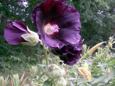 Southern Exposure Seed Pack - Black Hollyhock