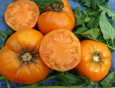 Southern Exposure Seed Pack - Tomato, Yellow Brandywine