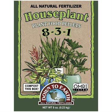 Down To Earth Mini Houseplant 8 OZ