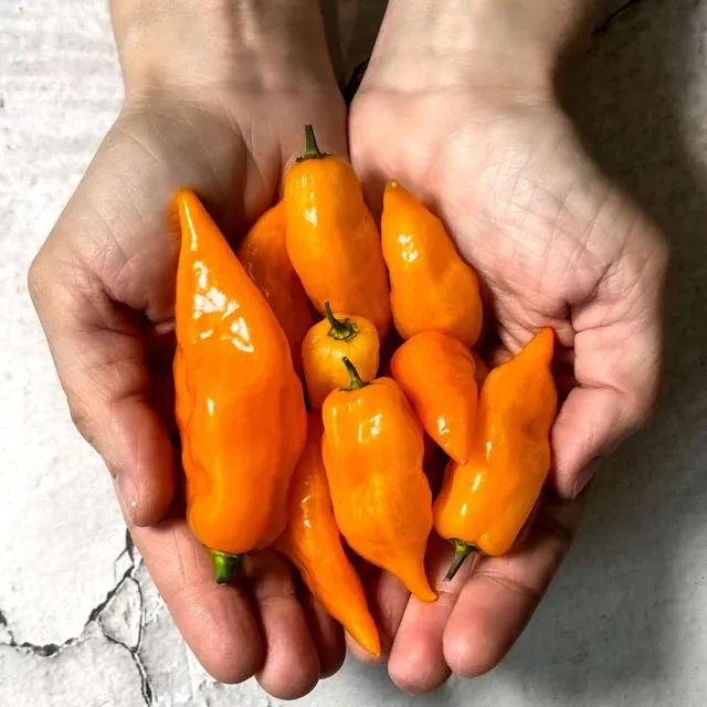 Baker Creek Seed Pack - Pepper, Habanada (heatless Habanero)