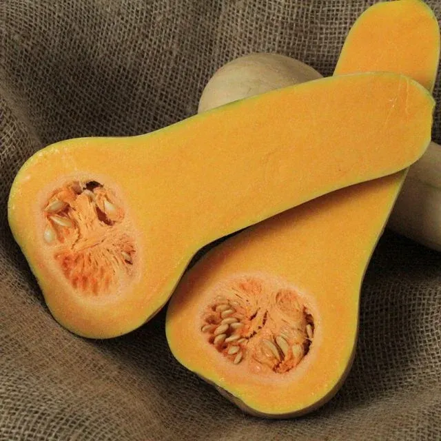 Baker Creek Seed Pack - Squash, Burpee's Butterbush Butternut