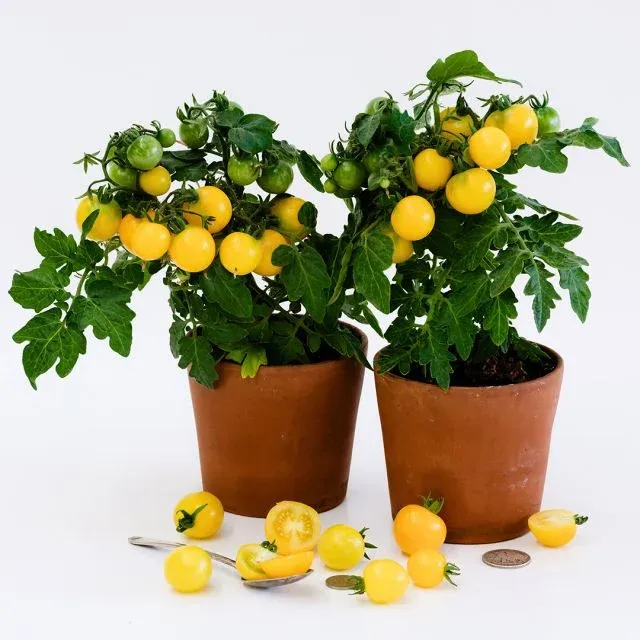 Baker Creek Seed Pack- Tomato, Gourmandise Yellow (dwarf)