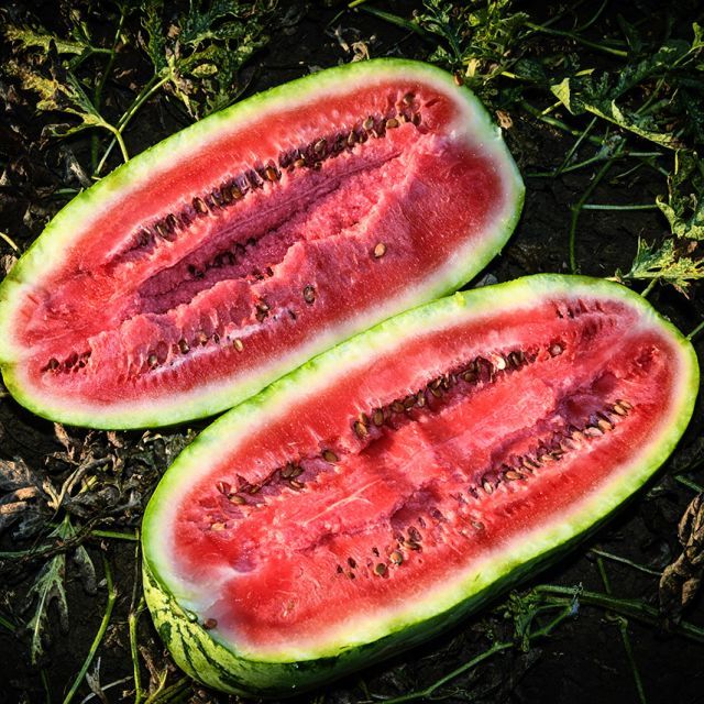Baker Creek Seed Pack - Watermelon, Kurobe