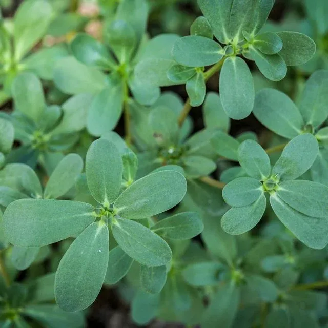 Baker Creek Seed Pack - Purslane, Green