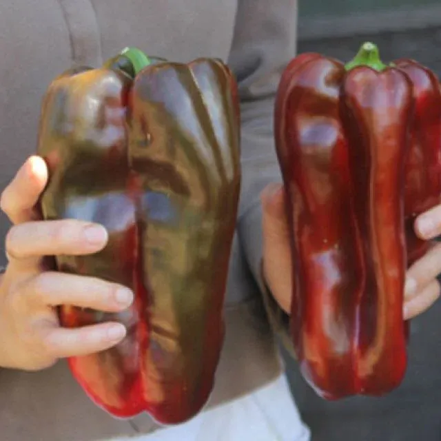 Baker Creek Seed Pack - Pepper, Doux D'Espagne or Spanish Mammoth