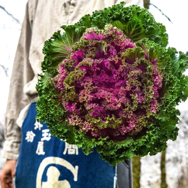 Baker Creek Seed Pack - Kale, Japanese Flowering