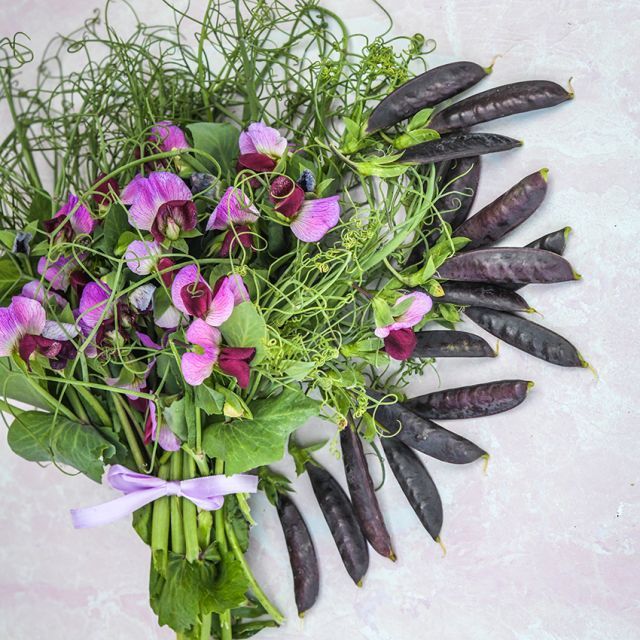 Baker Creek Seed Pack - Peas, Sugar Magnolia Tendril