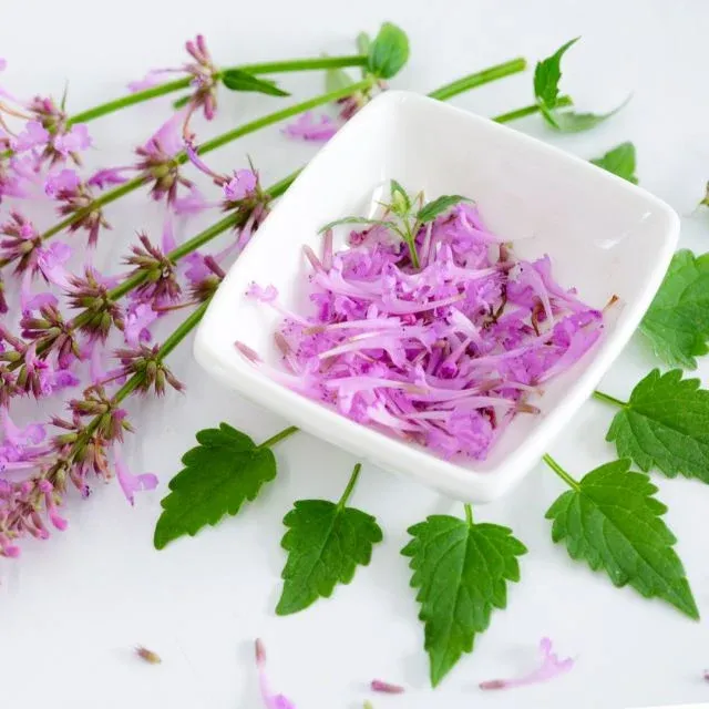 Baker Creek Seed Pack - Agastache, Rose Mint