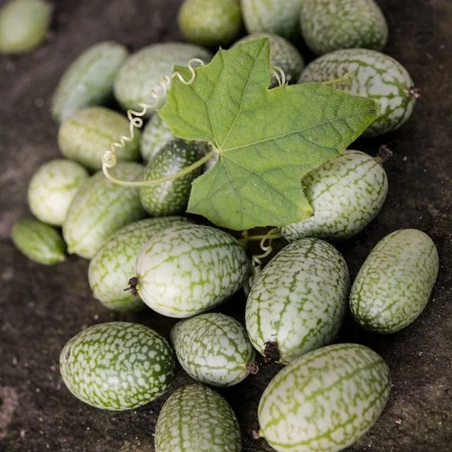 Baker Creek Seed Pack - Cucumber, Mexican Sour Gherkin