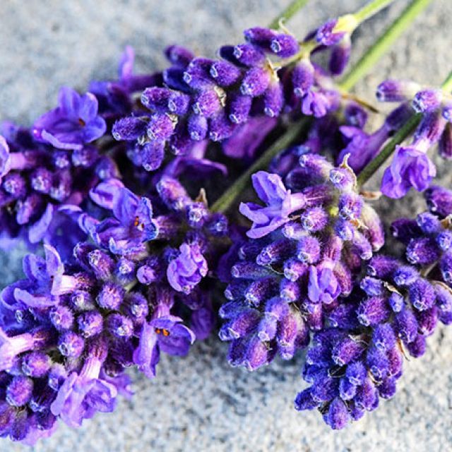 Baker Creek Seed Pack - Lavender, Ellagance Purple