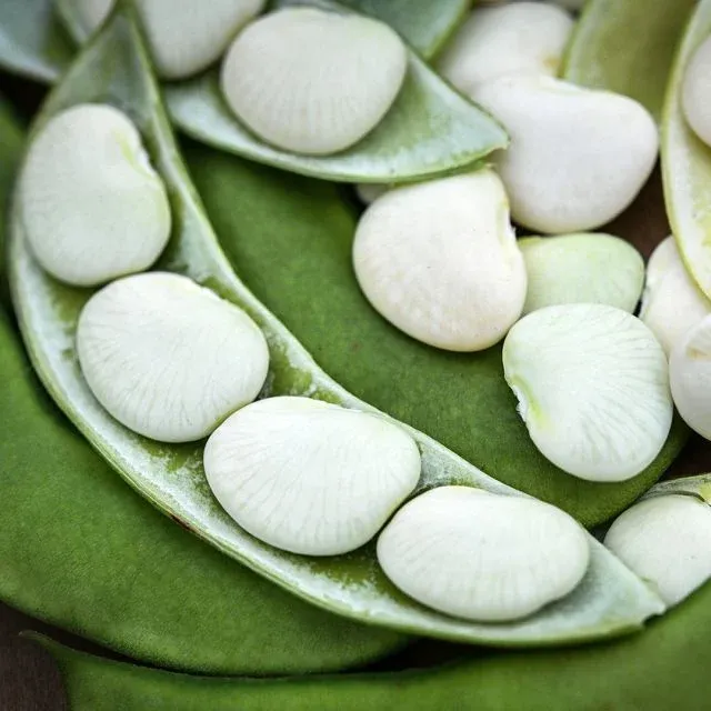 Baker Creek Seed Pack - Bean, Henderson&#39;s Bush Lima