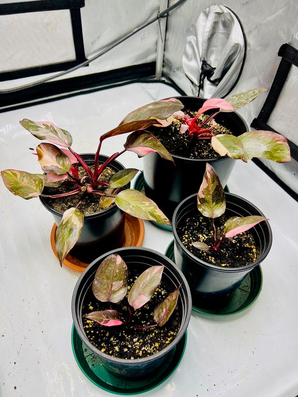 Pink Princess Philodendron Plant 