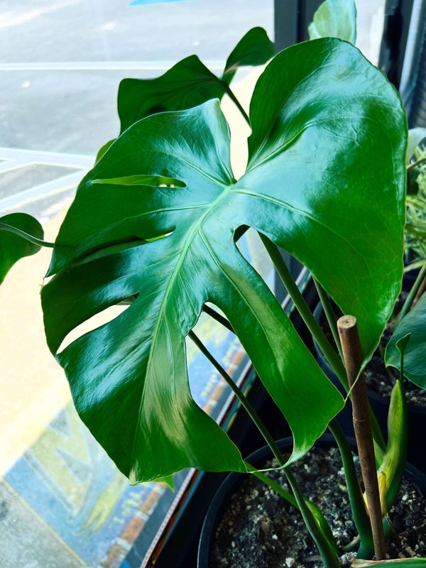 Monstera Deliciosa Plant