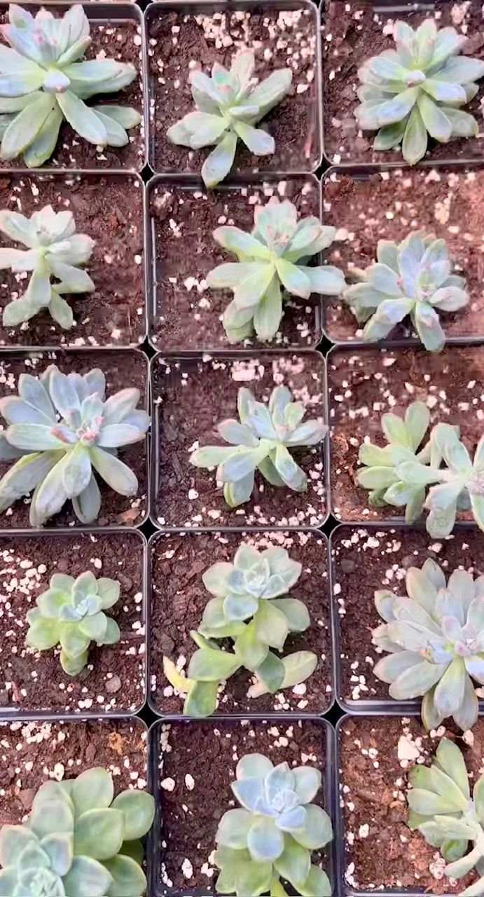 Succulent - $5.00