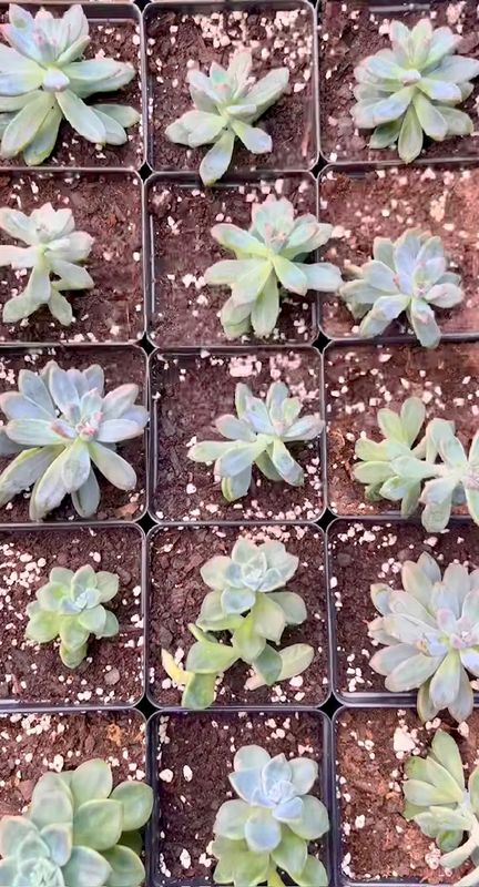 Succulent - $5.00