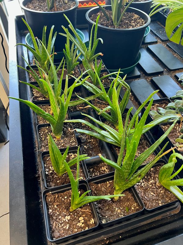 Aloe Plant (small) $5.00