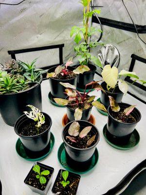 Houseplants