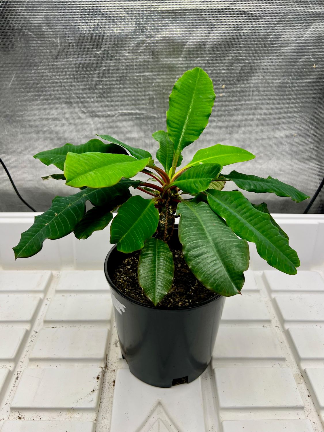 Madagascar Jewel Plant (medium) 