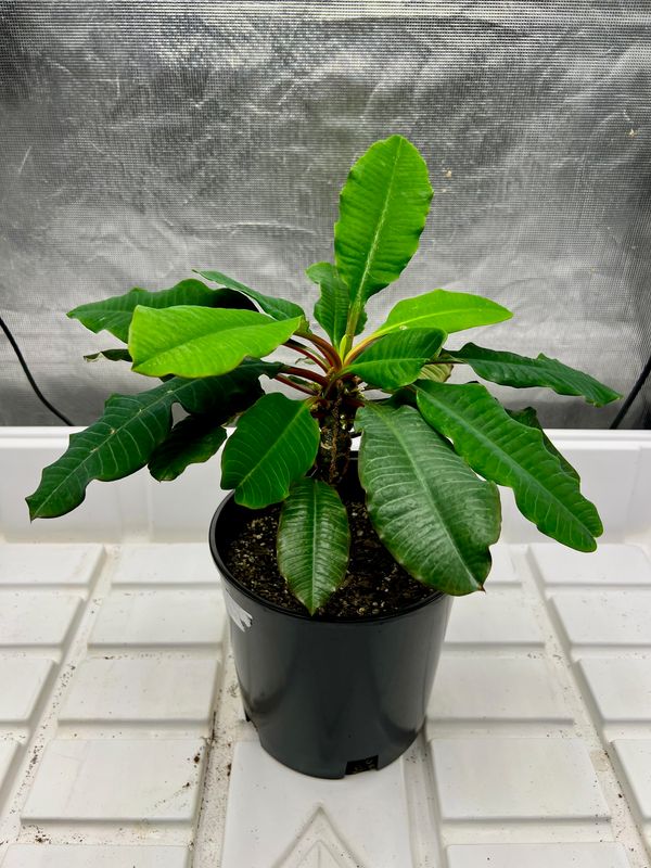 Madagascar Jewel Plant (medium) 
