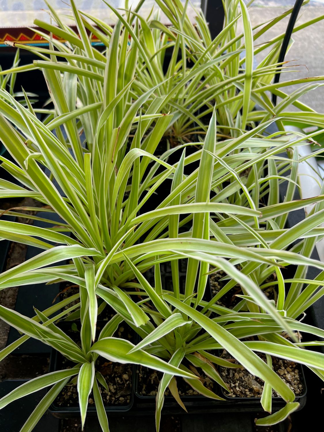 Spider Plant