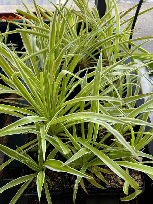 Spider Plant