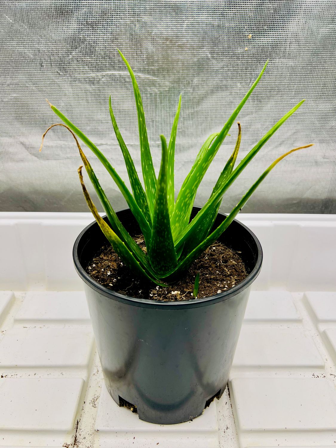 Aloe Plant (Large) $15
