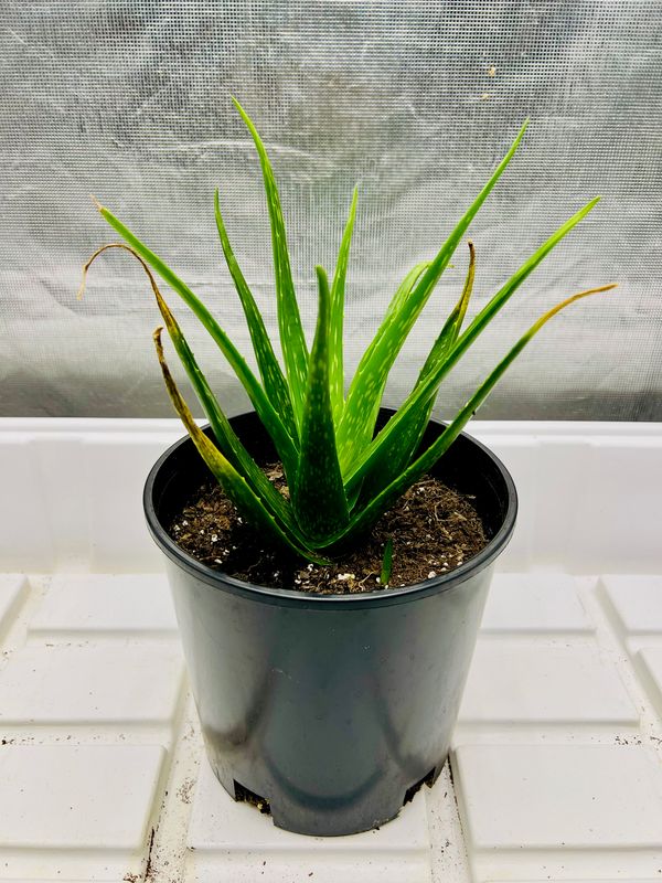 Aloe Plant (Large) $15