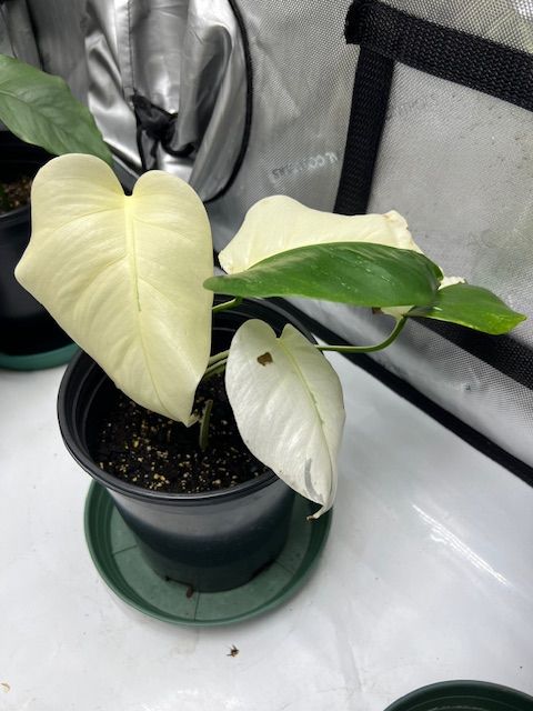 Monstera Albo Plant