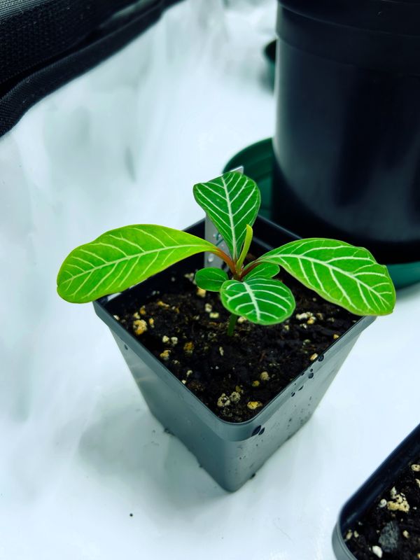 Madagascar Jewel Plant (juvenile)  