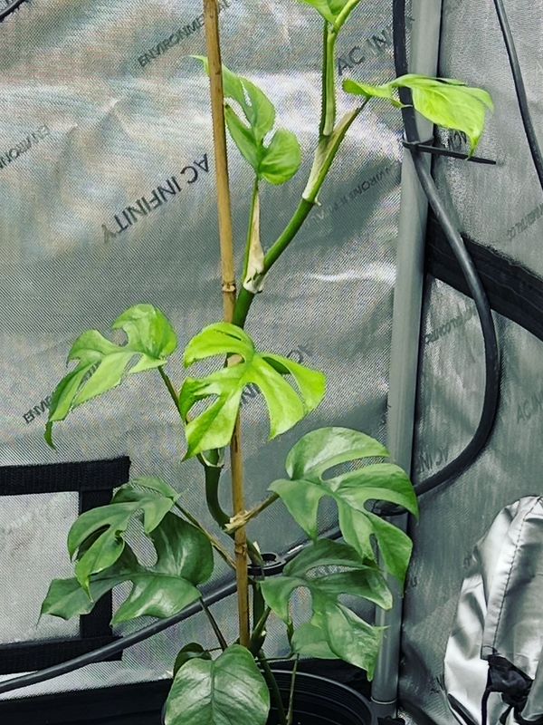 Mini Monstera (Rhaphidophora tetrasperma) Plant