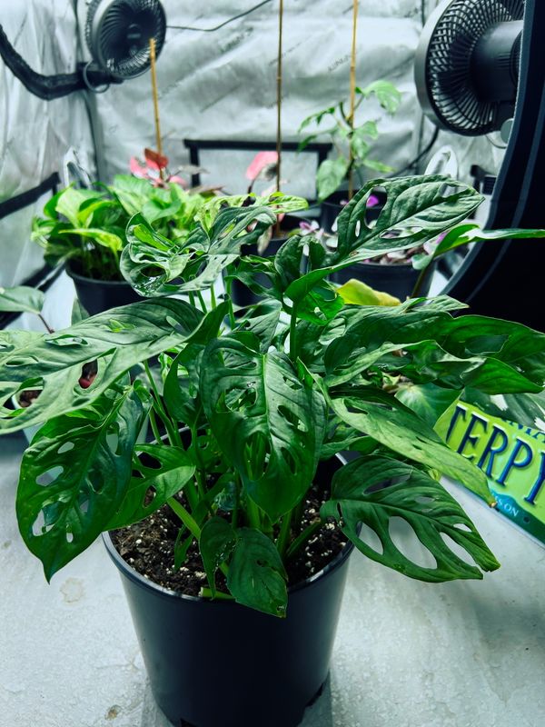 Monstera Adansonii 'Wide Form' - Swiss Cheese Houseplant