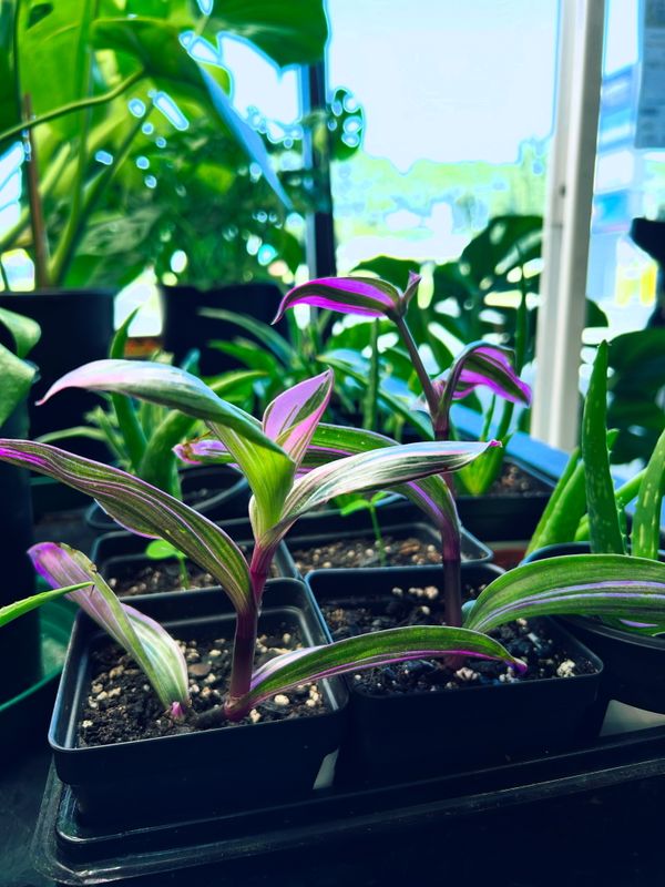 Bubblegum Wandering Dude Houseplant (Tradescantia Albiflora)