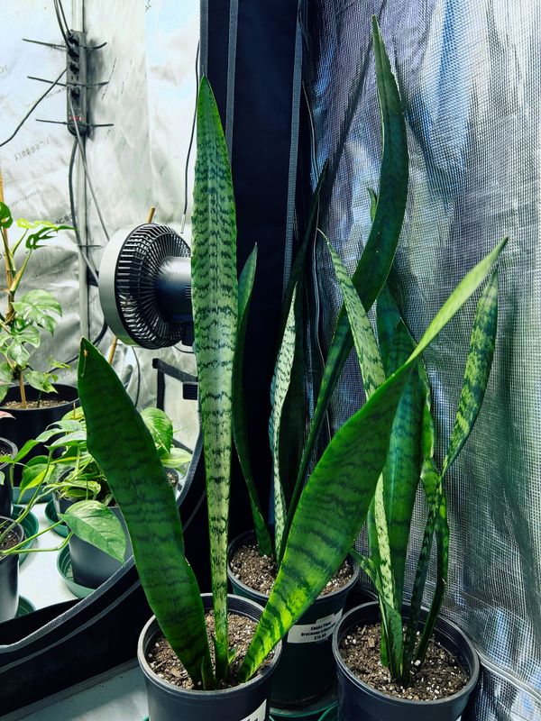 Snake Houseplant (Sansevieria trifasciata)