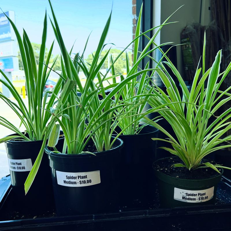 Spider Houseplant, Medium (Chlorophytum comosum)