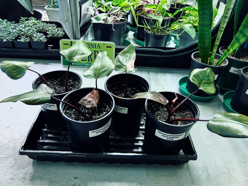 Pink Princess Philodendron Houseplant, less variegated