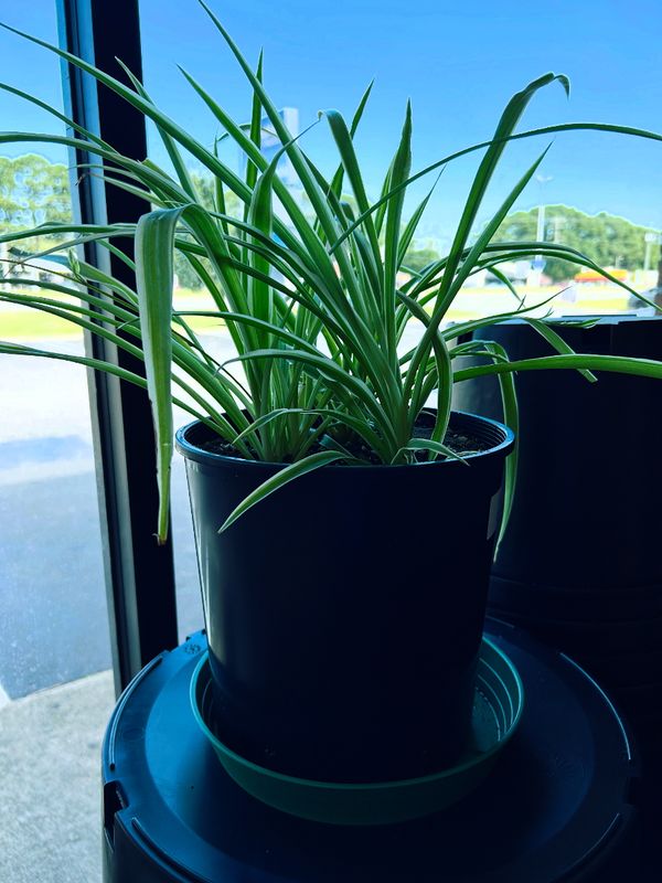 Spider Houseplant, Large (Chlorophytum comosum)