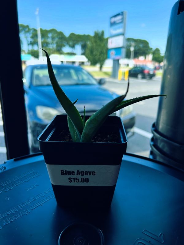 Blue Agave Houseplant