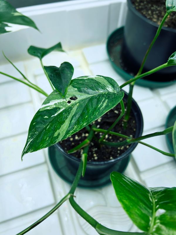 Albo Pothos Houseplant (Epipremnum Pinnatum Albo)