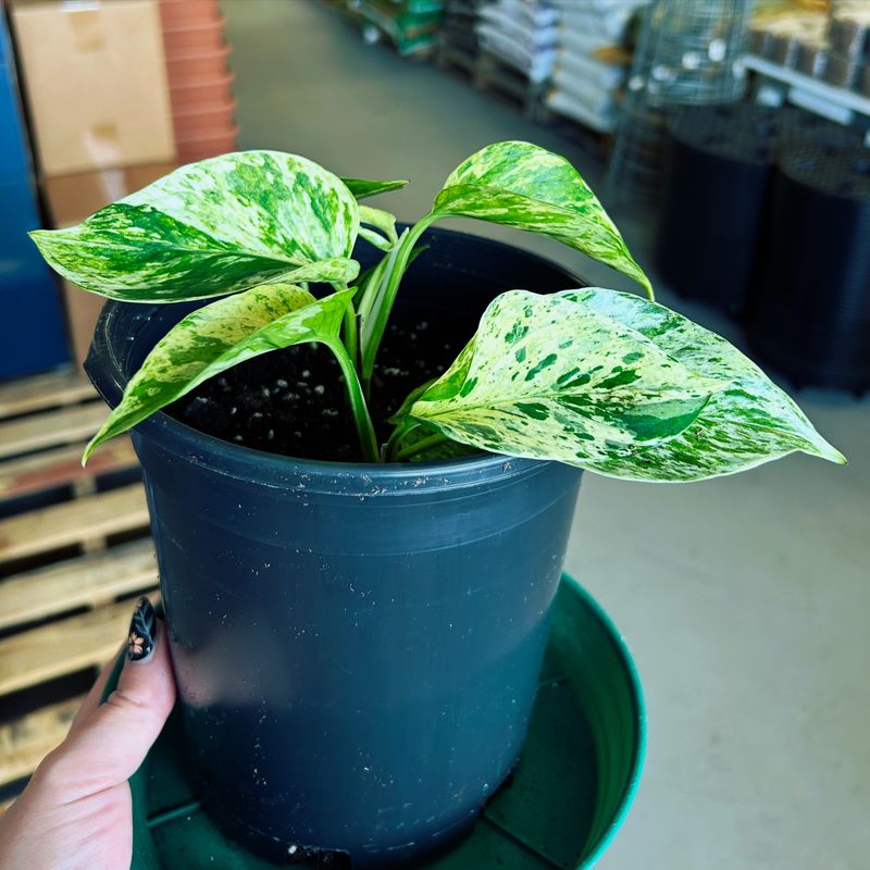 Marble Queen Pothos Houseplant, Medium (Epipremnum Aureum)