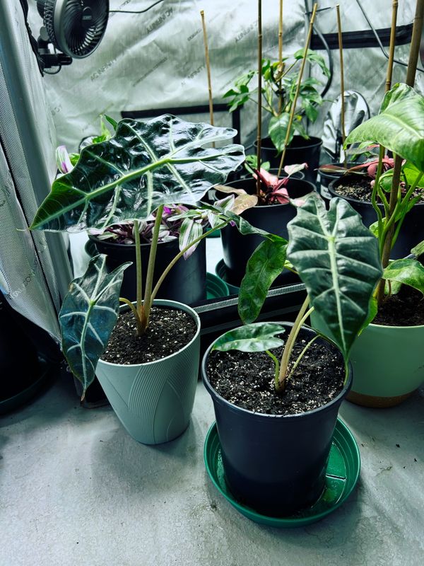 Alocasia Amazonica "Polly" (African Mask or Elephant's Ear) Houseplant