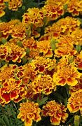 Baker Creek Seed Pack - Marigold Seeds, Little Hero Fire