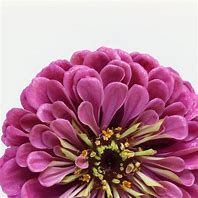 Baker Creek Seed Pack - Zinnia Seeds, Dream Deep Rosy Lavender